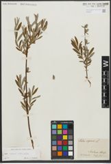 Foto von Salix repens L. x Salix viminalis L.